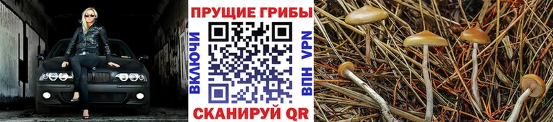 Псилоцибиновые грибы MAGIC MUSHROOMS  кракен зеркало  Новороссийск 